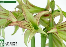 hippeastrum Emerald ® (2)